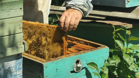 养蜂人从蜂巢中取出一块蜂蜜架视频素材模板下载