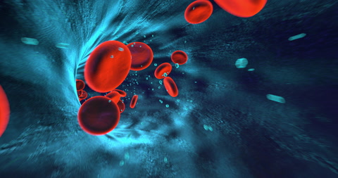 人体红细胞在人体静脉内流动虚拟