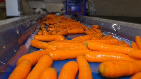 食品加工厂中的胡萝卜