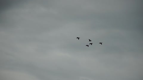 一群或一群迁徙的鸟在雨后的多云天空下飞行，高高在上