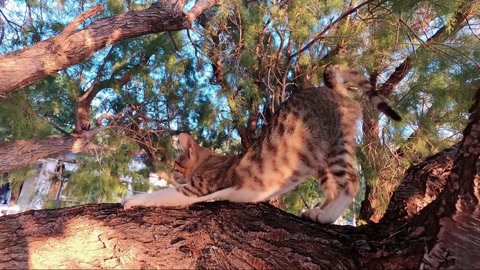希腊埃戈斯塞纳（热尔梅诺港）树上迷人喵喵叫的小猫视频素材模板下载