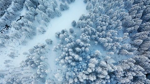空中4K——覆盖着新鲜积雪的松林