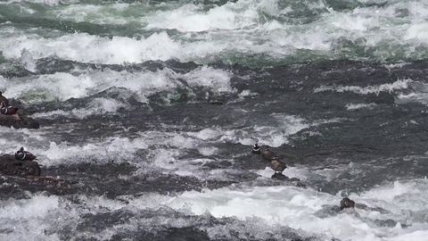 黄石哈莱昆鸭，用翅膀游泳视频素材模板下载