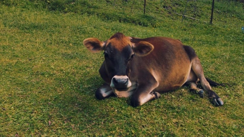 泽西牛小牛躺在草地上摇晃它的头来赶走昆虫。-视频素材模板下载