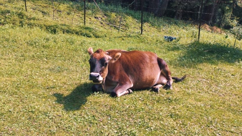 阳光明媚的一天，泽西牛小牛躺在牧场上。-宽镜头视频素材模板下载