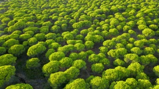 卡塔亚西班牙地区的常绿石松林视频素材模板下载