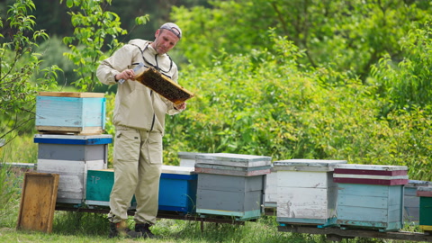 养蜂人手持蜜蜂群体的框架进行检查视频素材模板下载