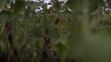 一大片田野种着向日葵，风吹过田野高清在线视频素材下载