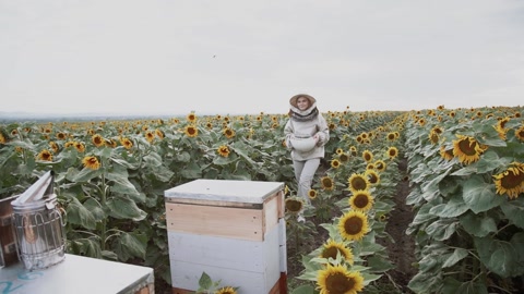 从事蜂蜜业的年轻养蜂人家庭视频素材模板下载