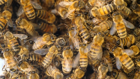 一群蜜蜂，宏观视频素材模板下载