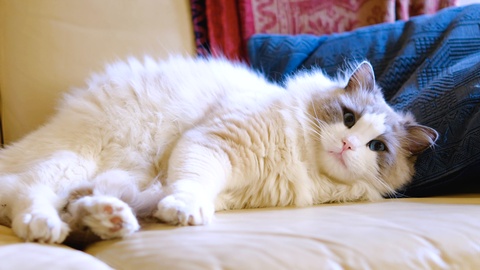沙发上的布偶猫品种视频素材模板下载