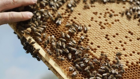 养蜂人带着蜂箱和蜂巢视频素材模板下载