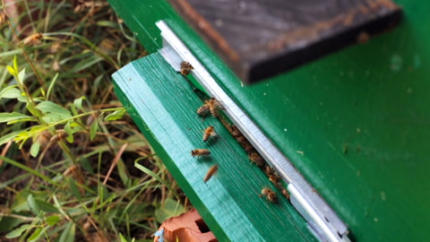 蜜蜂在蜂巢中储存蜜视频素材模板下载