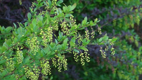 Shrub with green leaves of barberry thunberg and buds. Flower buds of berberis.带有小檗绿叶和芽的灌木小檗的花芽