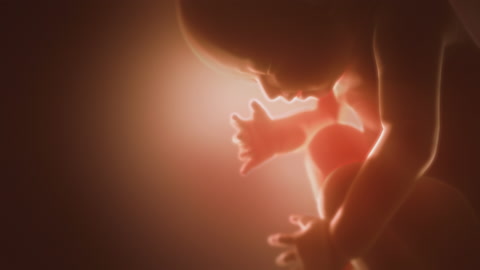人类胎儿子宫内的婴儿