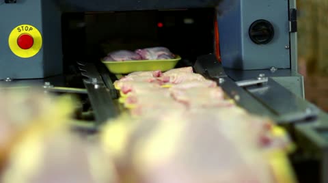 家禽加工厂食品工厂传送带上的新鲜鸡肉生产