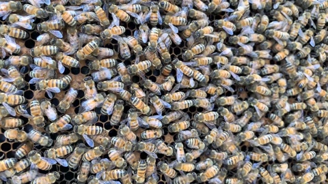 4k高清摄影机近距离拍摄蜜蜂在养蜂场上的蜂巢上视频素材模板下载