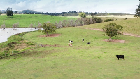 绿色围场里的几头牛视频素材模板下载