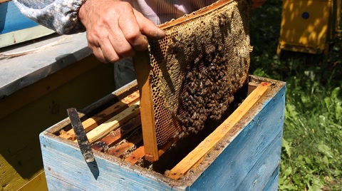 蜜蜂养殖工人正在工作中的蜂箱上
