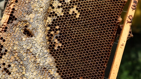 蜜蜂在蜂巢上