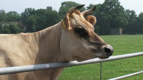 泽西猫，钢牛栅栏上的牛头——特写视频素材模板下载