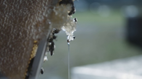 蜜从蜂巢中滴落下来视频素材模板下载