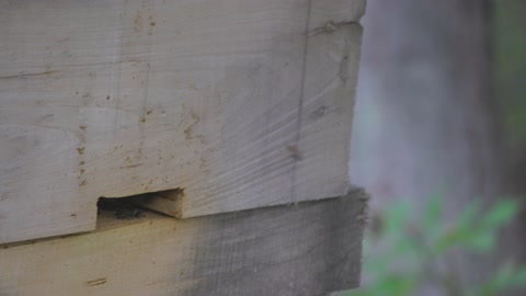 蜜蜂飞进木制蜂巢。视频素材模板下载