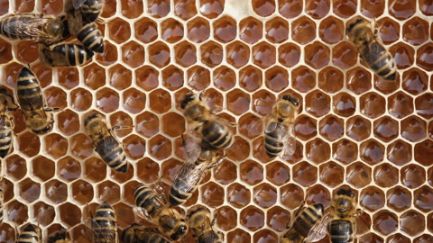 friendly and sustainable farming practices support healthy bee populations. 

蜜蜂在蜂窝上有蜜糖蜜蜂用新鲜的蜜糖填满蜂窝环保友好和可持续的农业实践支持健康的蜜蜂群体视频素材模板下载