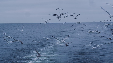 升格一群海鸥飞过大海寻找食物