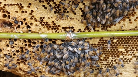 蜜蜂在蜂巢上蜂巢上有花粉面包视频素材模板下载