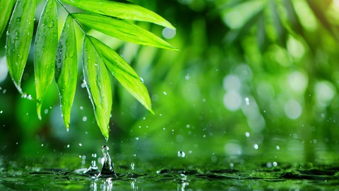 滴落的水滴和棕榈叶的超慢动作，SPA和健康概念
