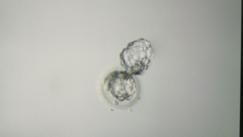 实验室操作过程中的胚胎宏观拍摄