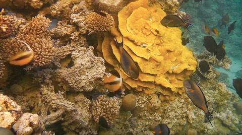 海底岩石中游动鱼群视频素材模板下载
