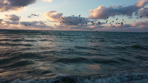 在日出时飞越海上的海鸥群与云彩的4K飞行