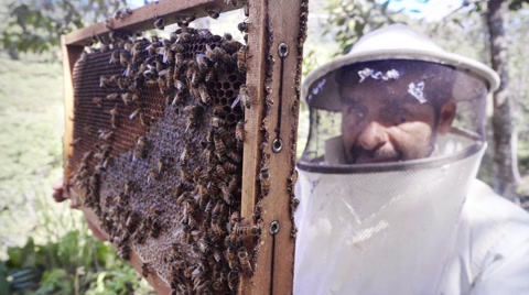 收集蜂蜜的西班牙养蜂人视频素材模板下载