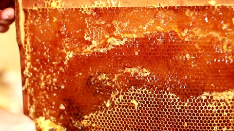 人手细节特写，正在从黄色蜂巢中取出蜂蜜