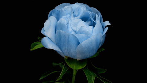 蓝色牡丹花盛开的延时摄影