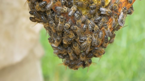 养蜂人拿起蜂巢视频视频素材模板下载