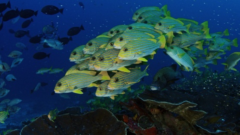 印度尼西亚深海鱼群的特写视频视频素材模板下载