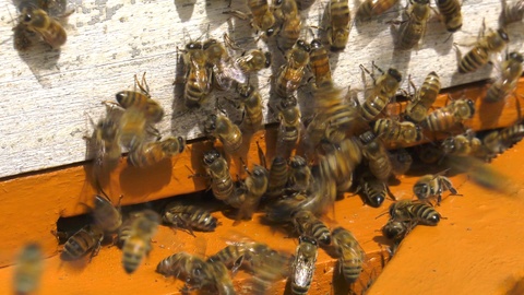山养蜂场。蜂巢上的缺口。视频素材模板下载