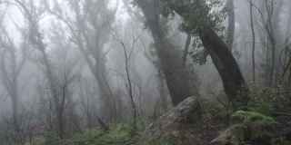 薄雾丛林，静止和轻微的潘，鸟叫，4K