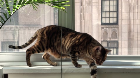 城市公寓里的猫带着植物从窗台上跳下来视频素材模板下载