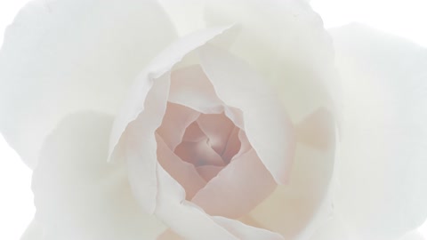 白色背景上美丽的开场粉色玫瑰。盛开的粉色玫瑰花瓣