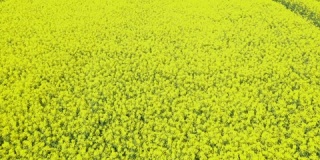 油菜花田盛开着浓郁的黄色