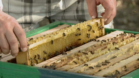 蜜蜂在木框上生产蜂蜜