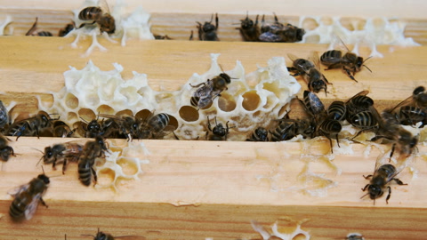 一群蜜蜂在蜂巢中工作视频素材模板下载