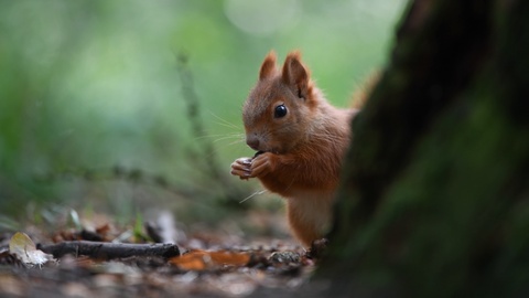 森林里在吃松果的红松鼠