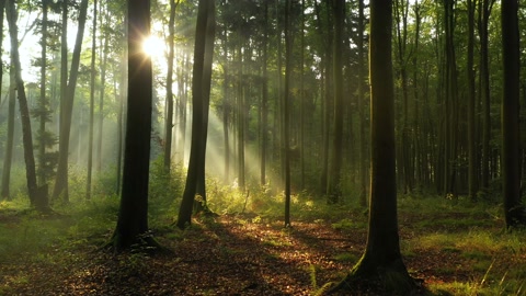 森林中美丽的早晨鸟瞰