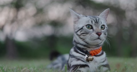 可爱的美国短毛小猫在公园里玩耍，四处张望。