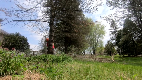 在弗拉特洛克农场，一名手持链锯的男子正在砍伐一棵老松树